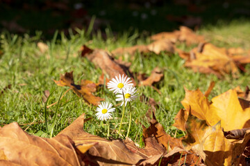 Two white daisys growing in the green grass with some orange autumn leaves