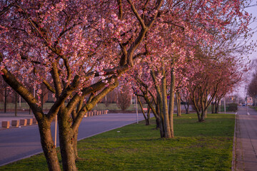 tree in spring 