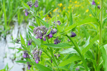 In the meadow, the comfrey (Symphytum officinale) is blooming