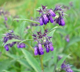 In the meadow, the comfrey (Symphytum officinale) is blooming
