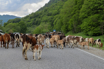 herd of cows on the asphalt road in the mountains