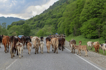 herd of cows on the asphalt road in the mountains