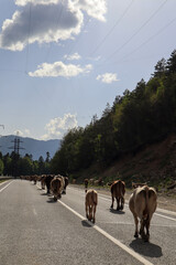 herd of cows on the asphalt road in the mountains