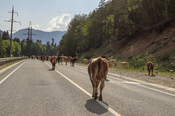 herd of cows on the asphalt road in the mountains