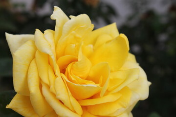 yellow rose in the garden