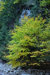 Autumn season day time aspects at mountain location