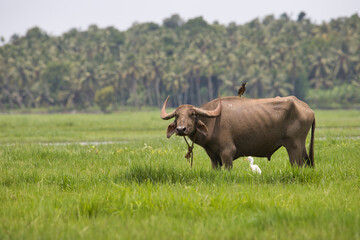 buffalo in the field