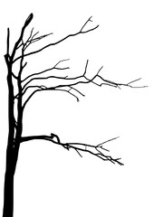 silhouette of a tree, vector image closeup, isolated on white background, creative design , creative concept, creative arts 