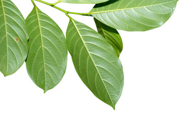 Leaves of jackfruit isolated on a white background
