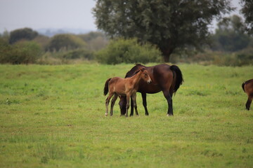 Fototapeta premium Chveaux Normandie