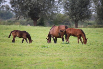 Fototapeta premium Chveaux Normandie