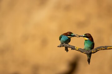 Cute European bee-eater birds perched on a twig and sharing food isolated on a blurred background