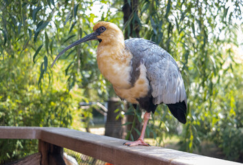 The black-faced ibis (Theristicus melanopis) standing at one leg