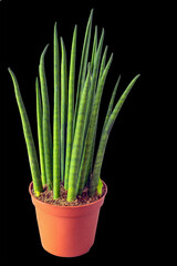 Side view of potted Sansevieria cylindrica on black background