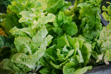 Cabbage seedling. Hothouse farm. Natural gardening. Lettuce leaves in ground in plank greenhouse daylight.
