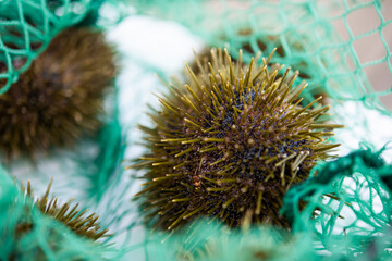 Sea urchin from Trøndelag, Norway