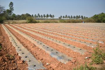 A photo of a soil covered by plastic or mulching film in agriculture for Tomato farming