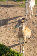 deer