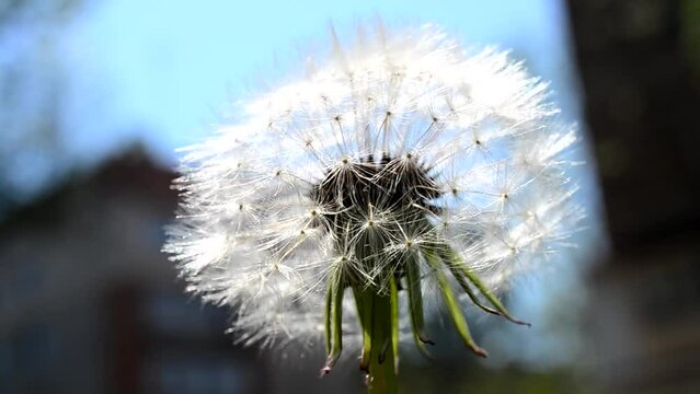 The dandelion is a weed. Spring dandelion