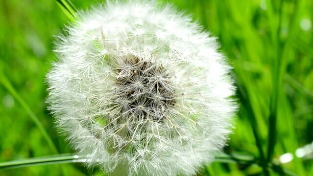 Dandelions among a grass. Dandelions in the spring