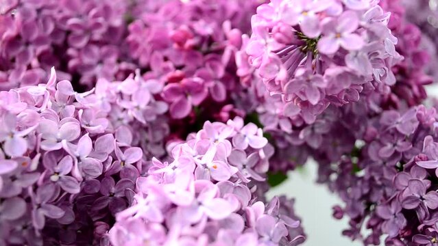 Spring lilac, bouquet in a vase. Shooting in the afternoon