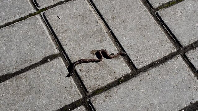 Worm on a tile. Shooting in the city