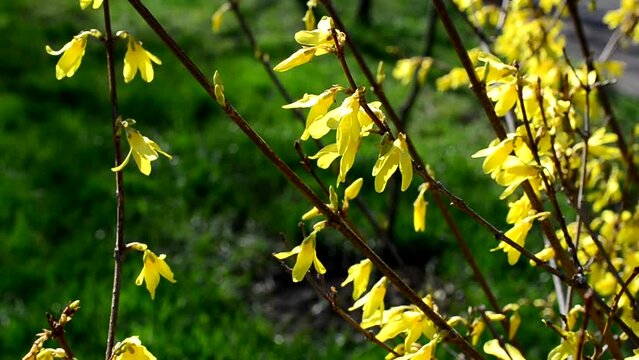 Park in the spring. Yellow leaves on a tree