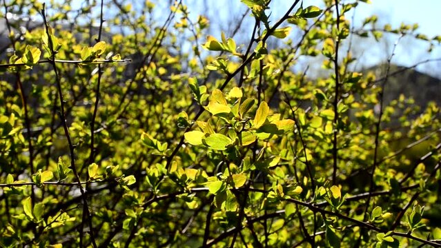 Shooting in April. Leaves in the spring