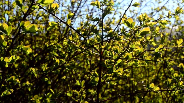 Leaves in the spring. Shooting in April