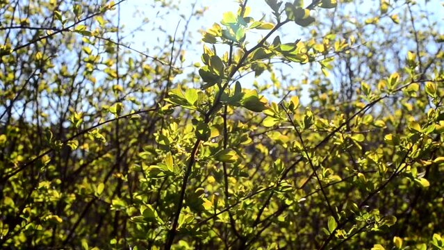 Tree in the spring. Spring foliage
