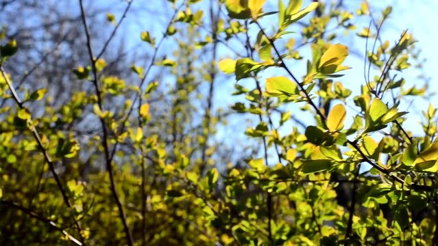 Spring foliage. Tree in the spring