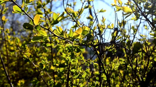Tree in the spring. Spring foliage