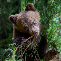 Naklejka na ściany i meble Baby brown bear cub in the forest. Animal in the nature habitat