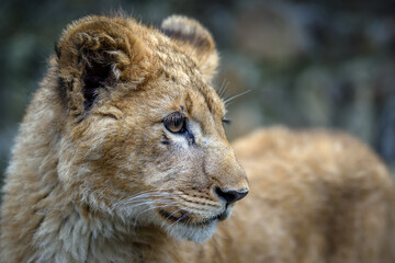 Obraz na płótnie Canvas Close up lion cub portrait. Wildlife scene from nature