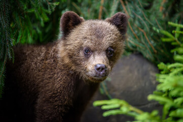 Naklejka na ściany i meble Baby brown bear cub in the forest. Animal in the nature habitat