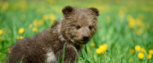 Young brown bear cub in the meadow with yellow flowers © byrdyak