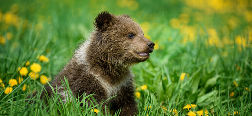 Fototapeta premium Young brown bear cub in the meadow with yellow flowers