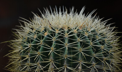 close up of golden barrel cactus