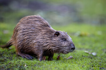 Young coypu (Myocastor coypus) in grass on river