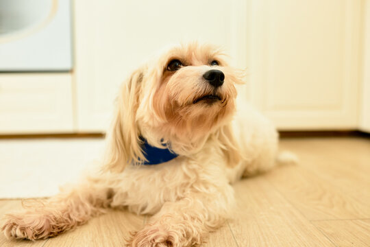 Horizontal image of cute little beige chinese crested dog puppy lying on floor at kitchen after having meal, wearing blue dog-collar, looking up aside with curiosity. Domestic life with pets