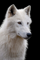 Fototapeta premium Close up white arctic wolf on dark