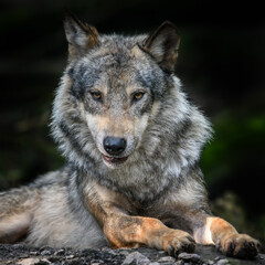 Wolf in forest. Wildlife scene from nature. Animal in the natural habitat