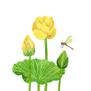 recommend clip art: Yellow lotos flower, watercolor botanical illustration, Asian garden, beautiful water lily, green leaves, lotus bud, tropical floral clip art isolated on white background
