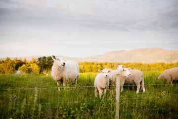 Fototapeta na wymiar Sheep in Northern Norway