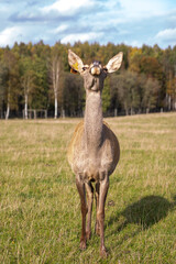 deer