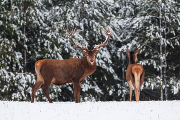 Noble deer male with female against the background of a winter snow forest. - 540519863