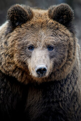 Wild Brown Bear (Ursus Arctos) in the summer forest. Animal in natural habitat