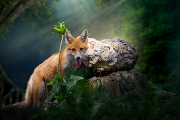 Young red fox (Vulpes vulpes) with branch near stone in mystical forest