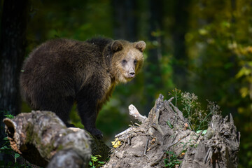 Obraz na płótnie Canvas Wild Brown Bear (Ursus Arctos) in the summer forest. Animal in natural habitat