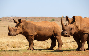 Obraz premium Two Rhino in the wild at a game reserve near Johannesburg